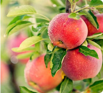 فصل برداشت سیب در اول مهر ماه
